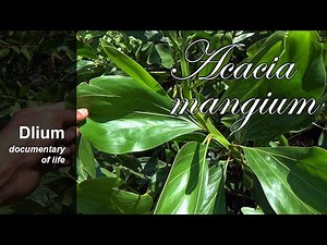 Big-leaved acacia (Acacia mangium) - part 1