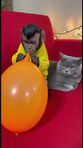 Balloon Pop Instantly Turns | Cat Into a Ninja