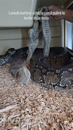 Salvatore Fortuna on Instagram: "Muta per una mia femmina di Python natalensis Pitone del sud Africa #python #followers #sudafrica #rettili #serpenti"