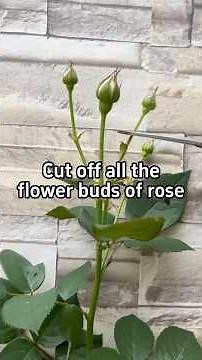 Cut Rose Buds in Summer for Explosive Growth! #rose #gardening