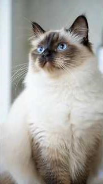 The Life of a Ragdoll Kitten From 1 Week to a Beautiful Adult