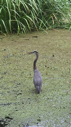 admiring the majestic Great Blue Heron (Ardea herodias)