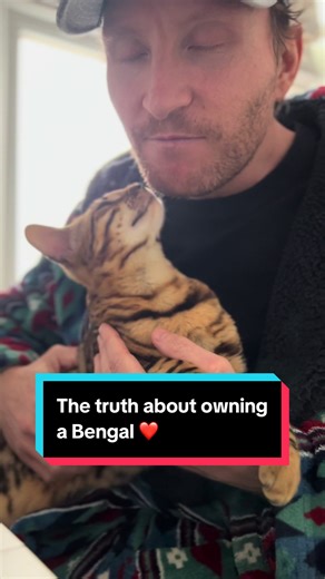 5 Essential Tips for Owning Bengal Cats