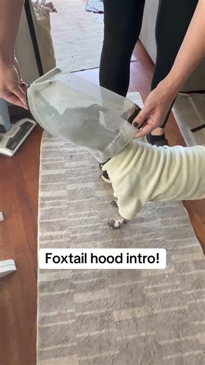 It’s foxtail season! Spritz did so well despite being really sensitive about her ears!!