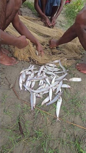 Today we caught very tasty and tasty fish of river Ganga with the help of jaal #fishhunting2