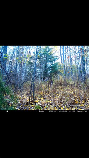 Regardez bien dans le fond de la trail devant le petit buck .. 🤪🦌 | Paul Trigger