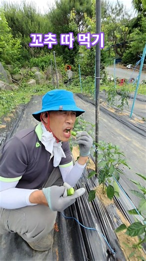 꼬추 따 먹기