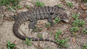 Large exotic lizard may have toehold in south Ga.