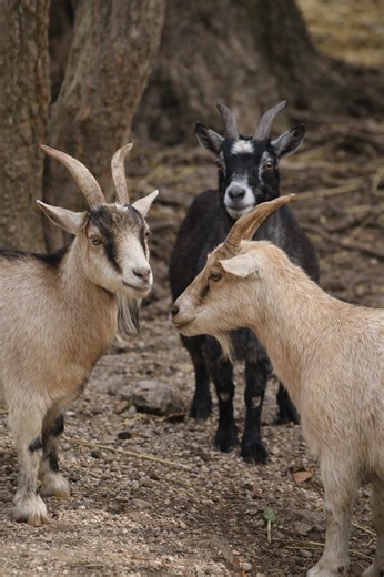 Each visit to the sanctuary teaches you much more than just about animals. You learn about stories, rehabilitation processes, and species that play an essential role in the balance of the ecosystem. 🌎✨ Each tour is an opportunity to learn, connect with nature, and directly support wildlife conservation. 🤍 ➡️ Schedule your tour and be part of this experience. . Cada visita al santuario te enseña mucho más que solo sobre animales. Aprendes sobre historias, procesos de rehabilitación y especies q