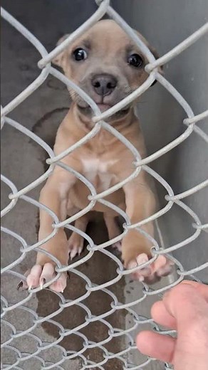 Cutest Pitbull Pittie Puppy at the Rescue 😭🐶❤️ Please Adopt!