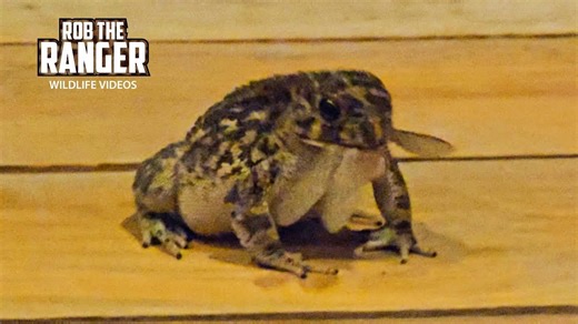 Toad Eats Termites Tiny Predator in Safari Camp