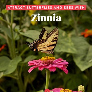 3K reactions · 202 shares | These pollinator favorites will attract butterflies, bees and hummingbirds. Start building your beautiful and thriving garden today. | Burpee Gardening | Facebook
