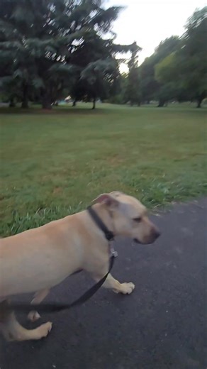 🌄 Te Ata Hāpara – Recovery Run with Rogue Light steps. Fresh start. No drama. This morning was messy — ears off, brain gone, a couple corrections needed. Hard love stings. But we reset. Slow jog. Big breaths. Soft hearts. We move on. Hine-ruhi reminds us: start gentle, stay gentle. Rogue sniffs. I breathe. We find our rhythm again. No rush. No mana lost. Just progress. Small steps count. Calm wins. Dawn always gives another chance. #runwithyourdog #morningvibes #dogtrainingjourney #rundaily #mi