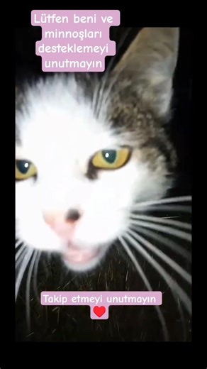 lütfen takip etmeyi unutmayın ♥️#cat #kedi #funny #komik#yavruhayvanlar #youtubeshorts #trend #viral