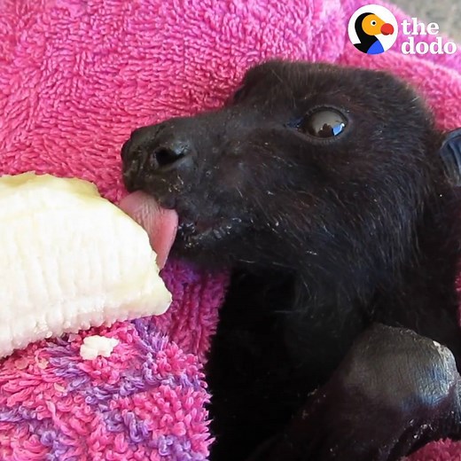 Baby bat or puppy? 😍 | The Dodo