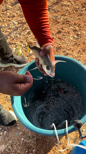 Pesca con dron: captura de anaconda en acción