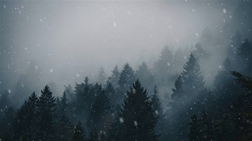 Snow, Trees, Snowfall. Free Stock Video