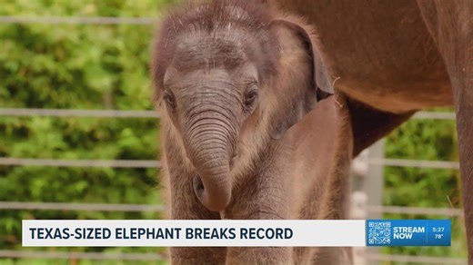 Fort Worth Zoo welcomes record-breaking Asian elephant calf