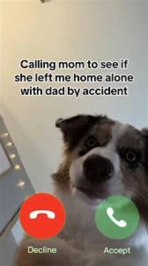 dogs ringtone , dogs ringtones , dog ringtone mp3 , dog ringtone song , dog ringtones free2025 sound