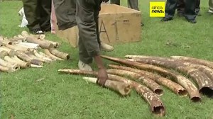Scientists find way to identify elephant ivory disguised as legal mammoth ivory