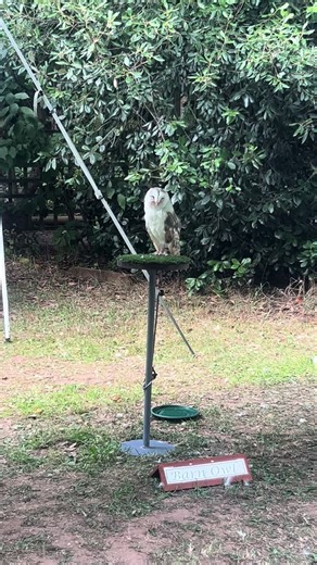 Barney owl #barnowl #barn #protected #birdsofprey #birdwatching #birdslove #birdbox #birdy #birdlife #birdman