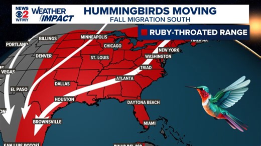 Hummingbird migration: North Carolina welcomes nature's travelers this month