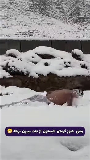 Shiraz Ziba on Instagram‎: "بنده خدا خیلی داغه خیلی دغ دلی داره از تابستون"‎