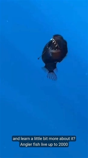Ocean Wise® | We simply can't stop thinking about the anglerfish! Did you hear about the deep-sea anglerfish spotted swimming near the surface last... | Instagram