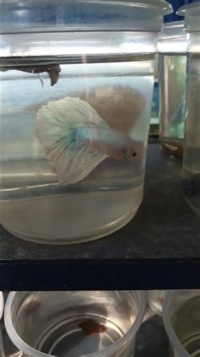 colours of fighter fish 🐟🐠