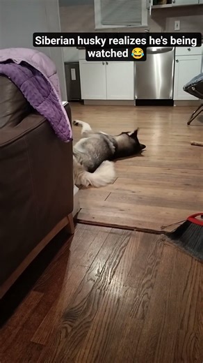 husky notices he's being watched 😂 #funny#dogs#shorts#husky#prank