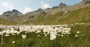 Alpine flowers waving in the wind with amazing view to the snow coverd mountains in the background. Alpine cotton flowers, green gras and big mountains on a sunny spring day in the mountains.