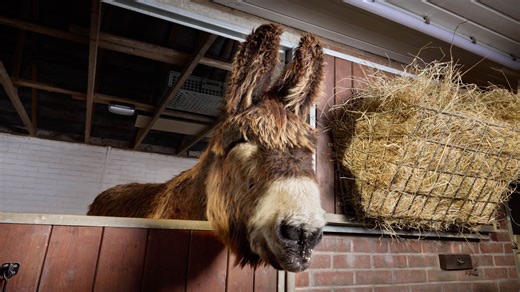 Longest ears on a donkey - 35 cm (1 ft 1 in) on Bambou (UK)