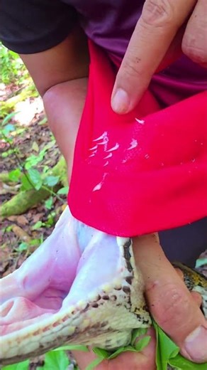 🩸 SNAKE’S TEETH LEFT THIS ON HIS SHIRT! (You Won’t Believe How Sharp They Are!) 🐍💥 #PythonTeeth