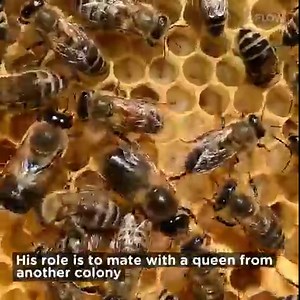 414K views · 7.9K reactions | Introducing “The Drone”, the Drone is a...