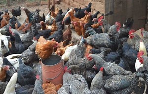 Road Runner Chicken Feed - Pet Food Guide