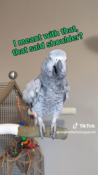 Funny Talking Bird Owner Memes Compilation