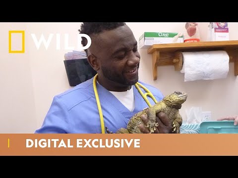 Overweight Lizard Mystery | Critter Fixers | National Geographic Wild UK