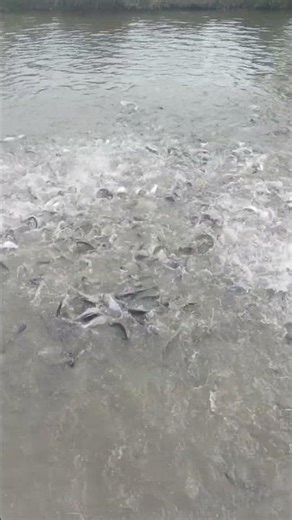 Fish Farming Me Sabse Zaruri Cheez