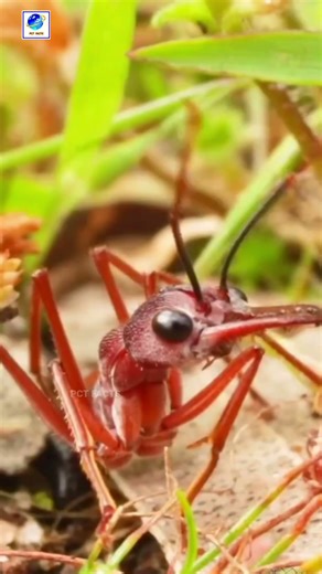 The most poisonous ants in the world | The most poisonous ants in the world #facts #gk #ant #venom