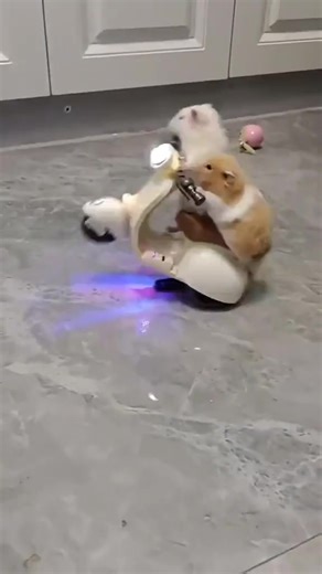 22K views · 573 reactions | ️ Rev up the excitement with Remote Control Motorcycles Toys!  Check out more cute toys: https://cutt.ly/LwJ5lqHw #remotecontrol #rctoys #toys #kids #hamster #fun | DHgate | Facebook