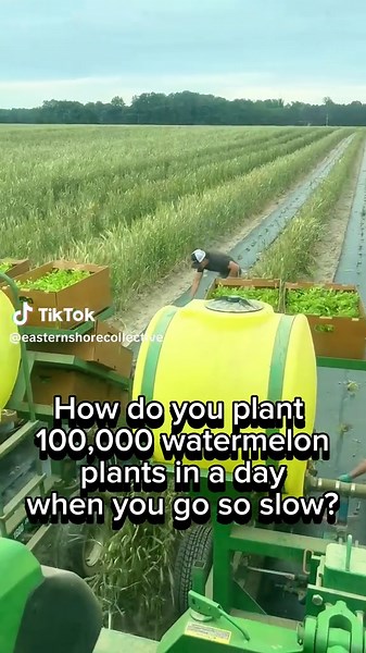 Planting 100,000 Watermelons: A Farming Adventure