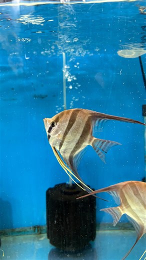 Altum, majestuoso y elegante Originario de los ríos Orinoco y Negro, el Altum es la especie de escalar más alta y elegante. Su porte imponente y sus aletas alargadas lo convierten en una joya para acuarios grandes y bien plantados #freshwateraquarium #altum #altumangelfish #natureaquarium | Bio Aquatic
