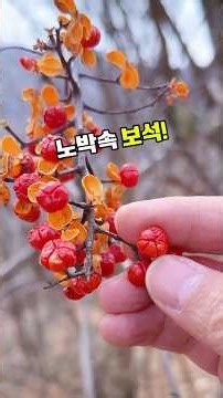 노박덩굴 #남사등 #노박덩굴효능 #남사등효능 #관절건강 #무릎건강 #허리건강 #신경통 #어혈 #혈액순환 #전통약초 #한방약재 #산야초