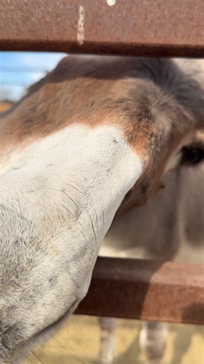 Even the donkeys are calling about your extended warranty now… Every donation helps provide feed, medical care and a safe future for our donkeys. Give today: http://donkeydonation.org #pvdr #extendedwarranty #donkeyrescue | Peaceful Valley Donkey Rescue