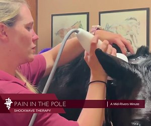 1.7K views · 41 reactions | SHOCKWAVE THERAPY A SAFE, EFFECTIVE...