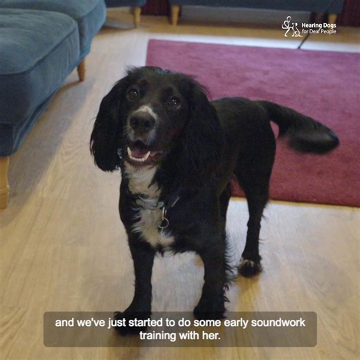 8K views · 391 reactions | Clever cocker spaniel Piper is in the early stages of her soundwork training! She's been learning how to alert her future deaf partner to important, and potentially life-saving, sounds and today she's been working on her cooker timer alert. Her trainer, Rachel, talks us through what Piper is learning and how she's been getting on in the final stage of her hearing dog training 殺 | Hearing Dogs for Deaf People | Facebook