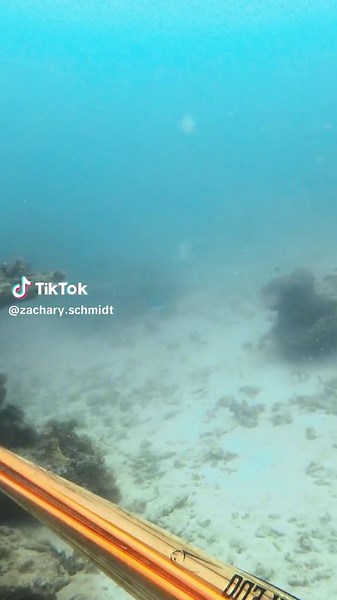 Shocking Shark Moment: Hook in the Shark's Lip!