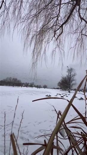 Gun Dog on the retrieve #gundog #gundogtraining #goosehunt #goose #goosehunting #duckhunting