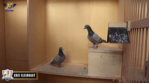 24 reactions · 3 comments | Join us on a guided loft tour of this week's featured breeder BELGIUM CHAMPION KRIS CLEIRBAUT. The KRIS CLEIRBAUT online auction is OPEN NOW here: https://www.featherselitepigeonauctions.com/auction/kris-cleirbautbelgium-363/bidgallery/ | Feathers Elite Pigeon Auctions | Facebook