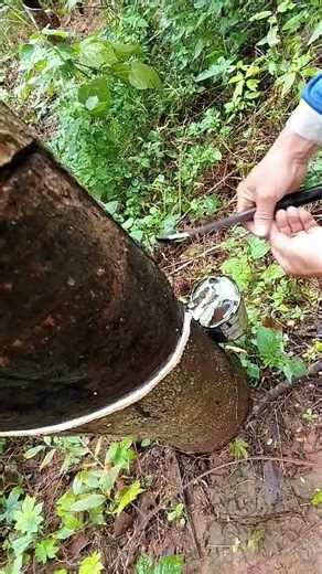 rubber tapping,,, slow but sure.. #howrubberismade #nature #latex #bushcraft #survival